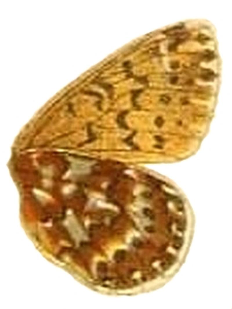 The Macrolepidoptera of the world (Taf. 71) (8145266417) Boloria polaris