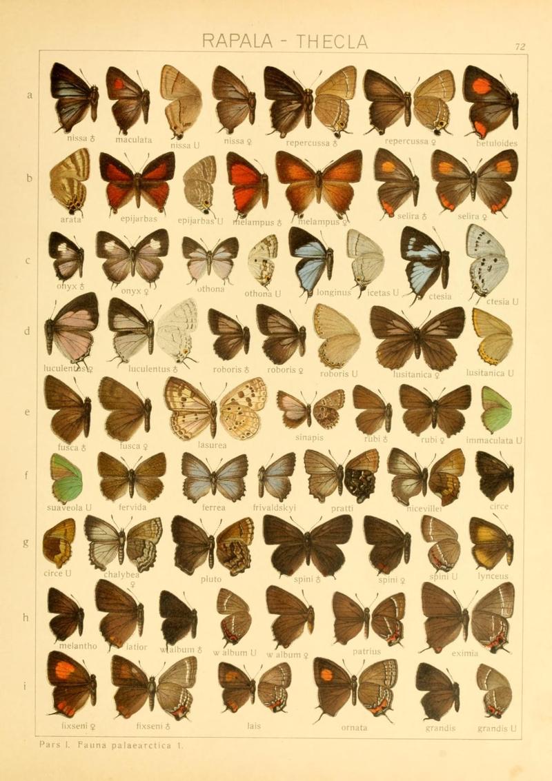 The Macrolepidoptera of the world (Taf. 72) (8145297044)
