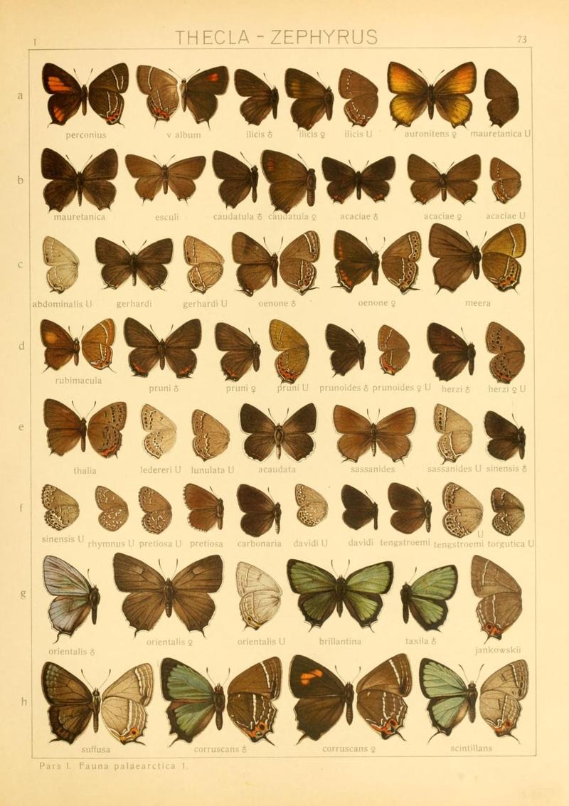 The Macrolepidoptera of the world (Taf. 73) (8145267493)