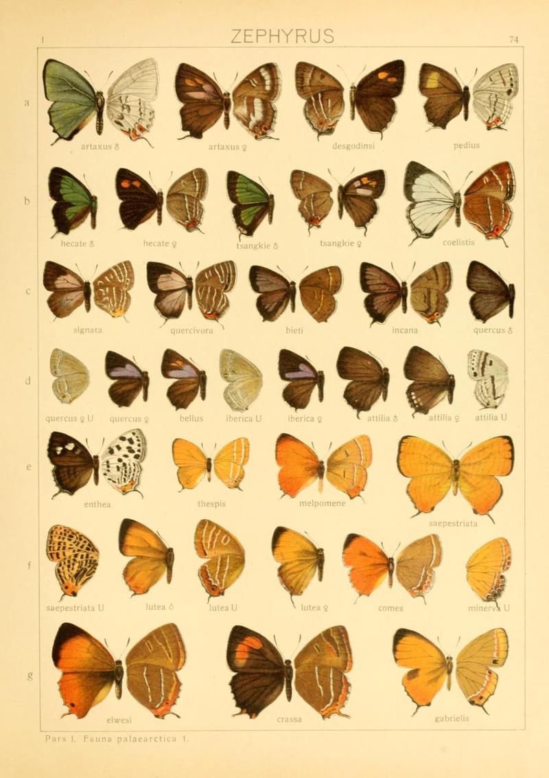 The Macrolepidoptera of the world (Taf. 74) (8145298202)