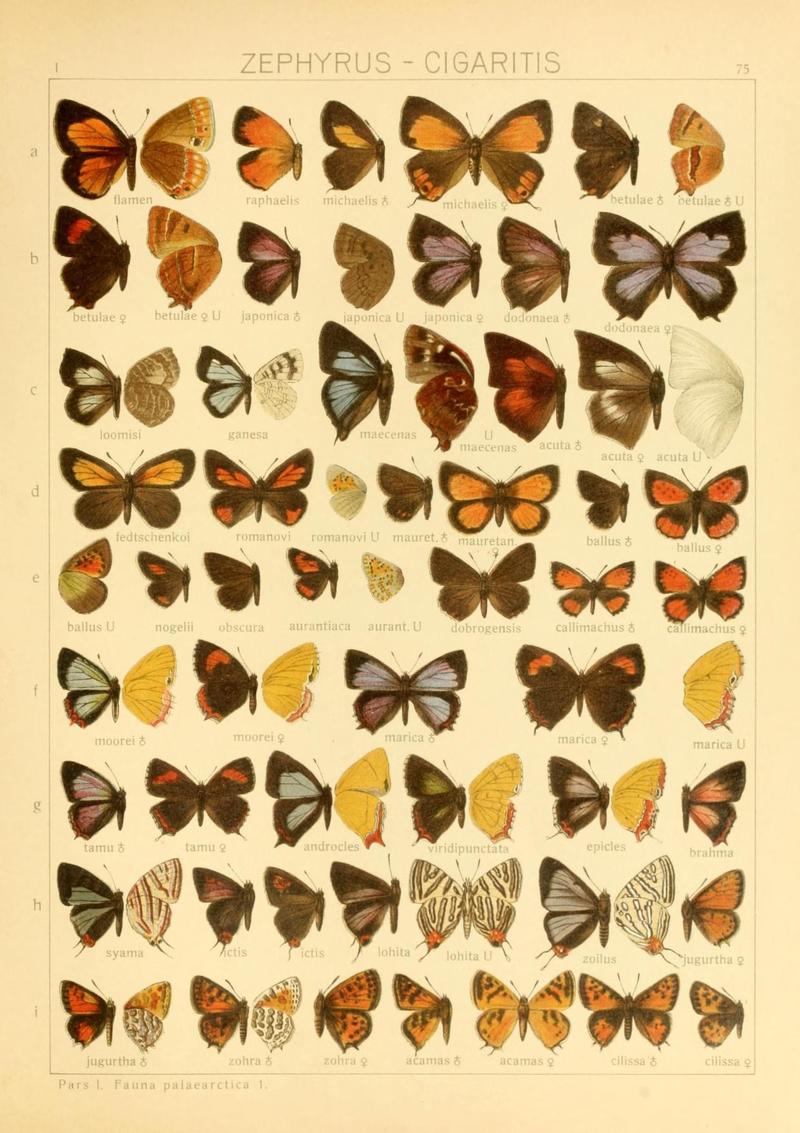The Macrolepidoptera of the world (Taf. 75) (8145268559)