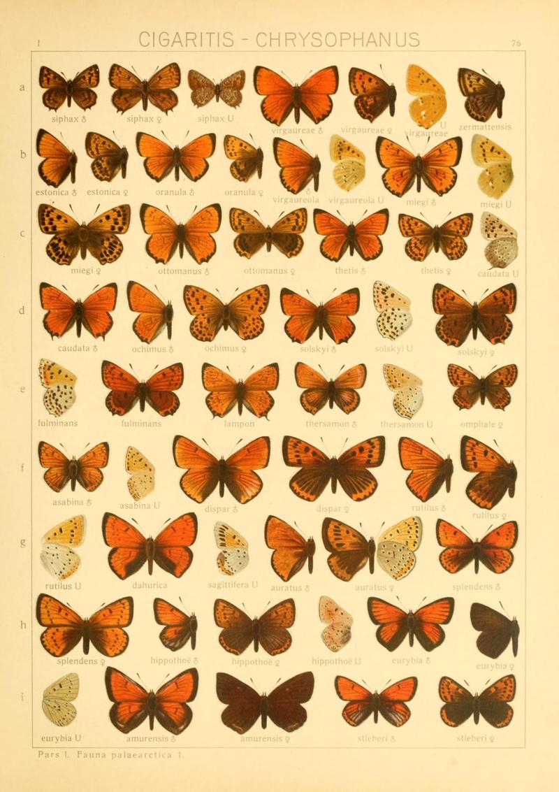 The Macrolepidoptera of the world (Taf. 76) (8145299572)