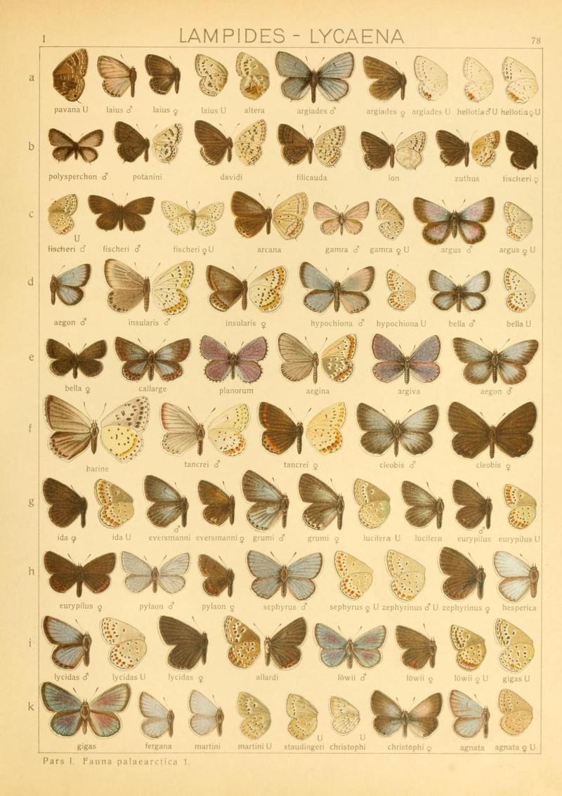 The Macrolepidoptera of the world (Taf. 78) (8145300764)
