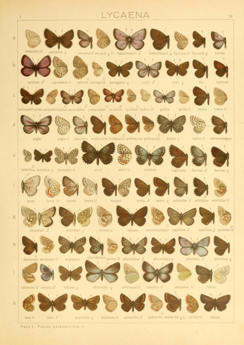 The Macrolepidoptera of the world (Taf. 79) (8145271295)