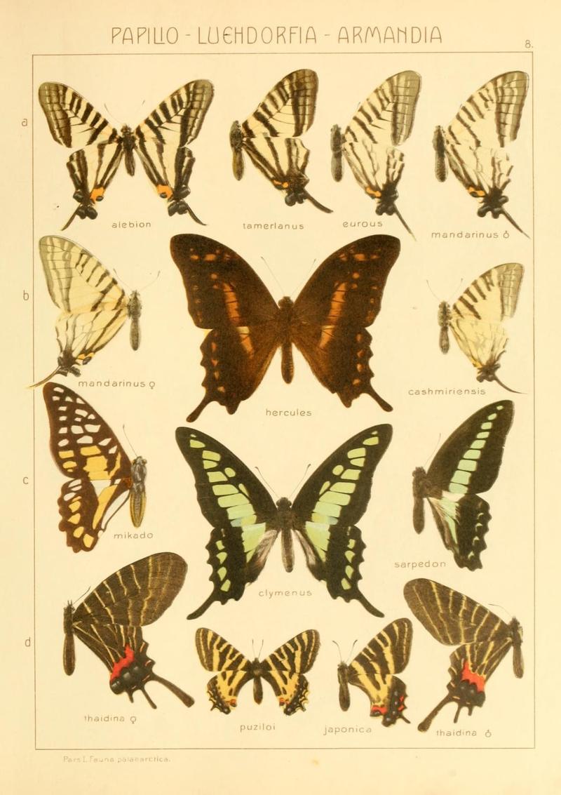 The Macrolepidoptera of the world (Taf. 8) (8145264748)