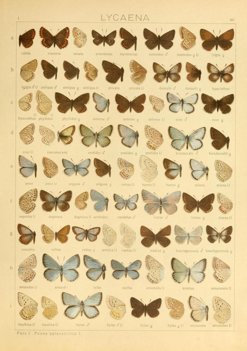The Macrolepidoptera of the world (Taf. 80) (8145301924)