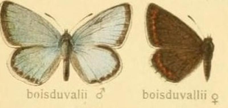 The Macrolepidoptera of the world (Taf. 80) (8145301924) (cropped)