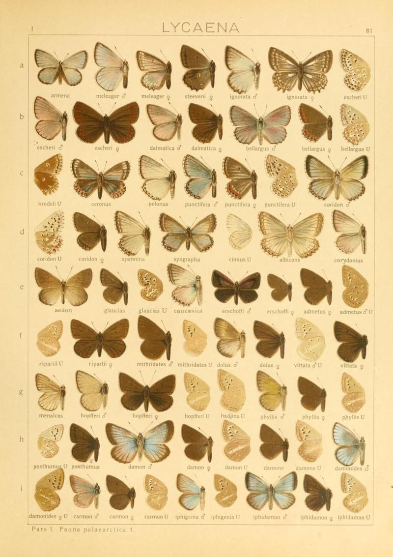 The Macrolepidoptera of the world (Taf. 81) (8145302378)