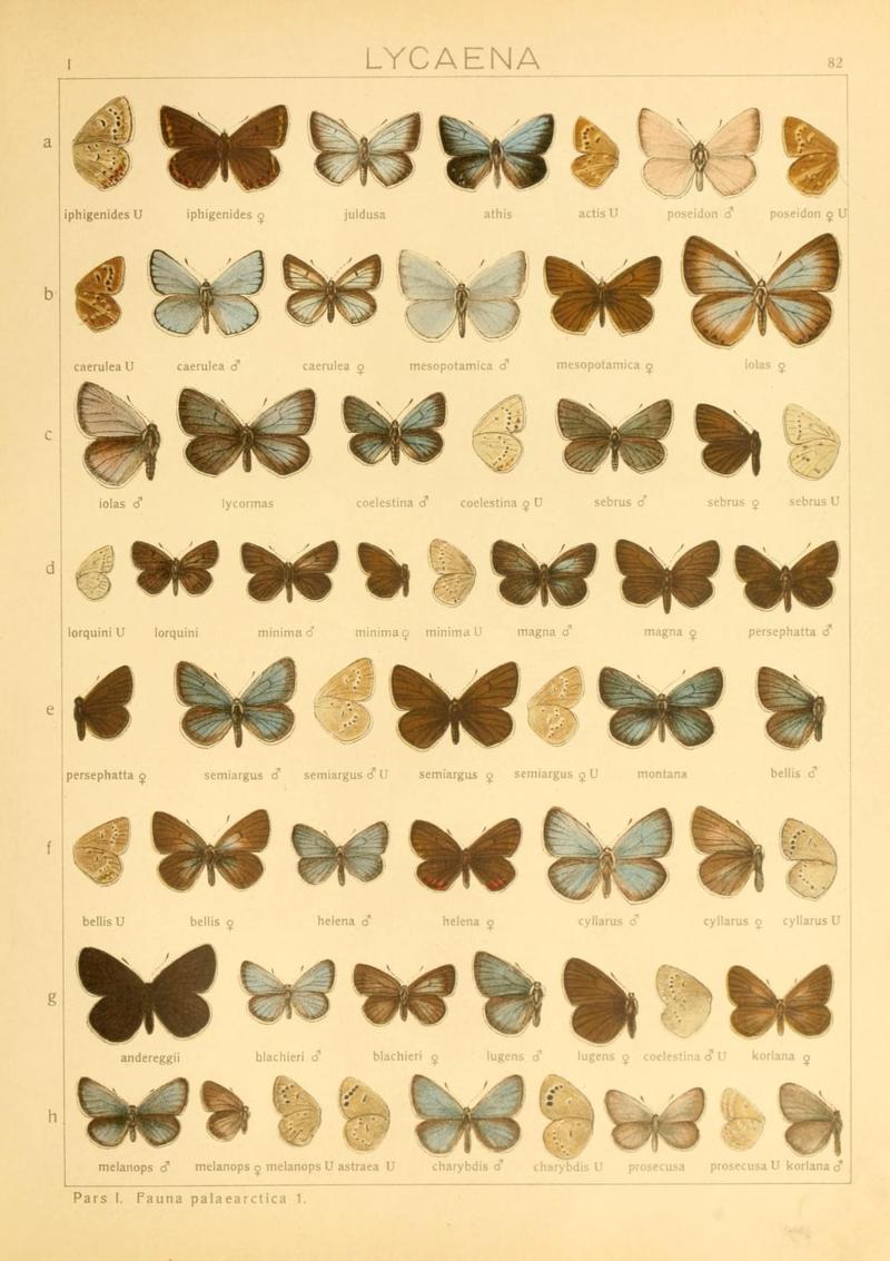 The Macrolepidoptera of the world (Taf. 82) (8145302922)