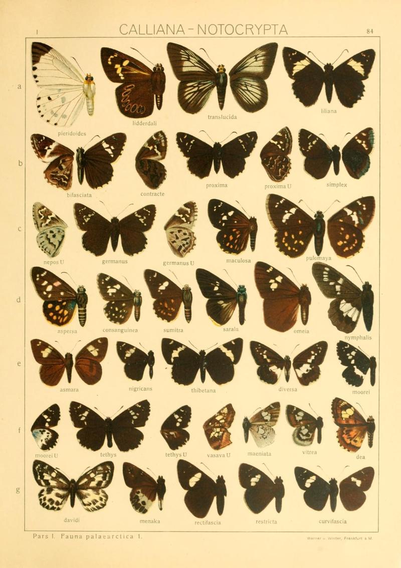 The Macrolepidoptera of the world (Taf. 84) (8145273679)