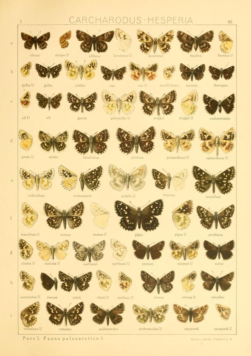The Macrolepidoptera of the world (Taf. 85) (8145274159)