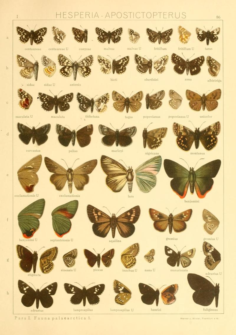 The Macrolepidoptera of the world (Taf. 86) (8145274709)