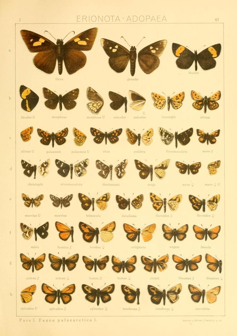 The Macrolepidoptera of the world (Taf. 87) (8145275195)