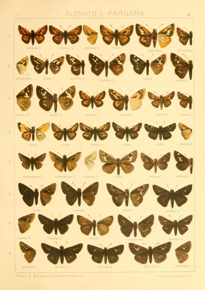 The Macrolepidoptera of the world (Taf. 88) (8145275663)