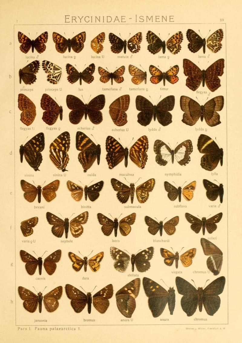 The Macrolepidoptera of the world (Taf. 89) (8145306352)