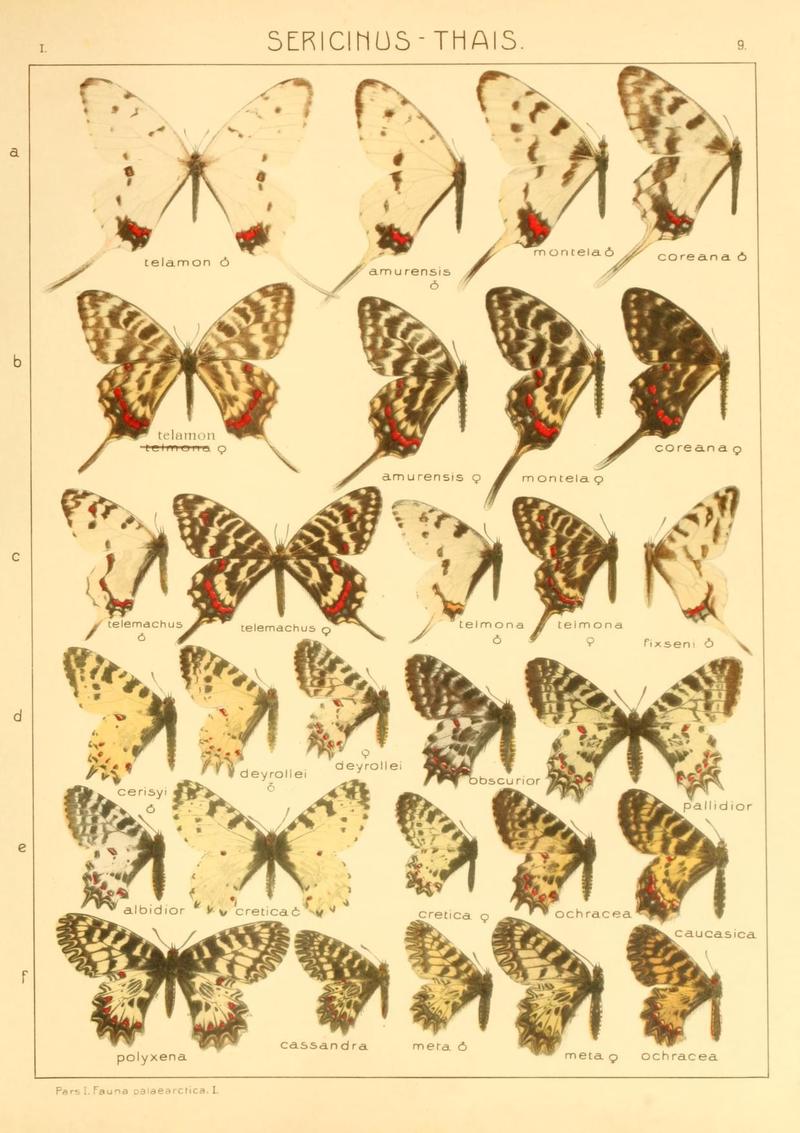 The Macrolepidoptera of the world (Taf. 9) (8145235003)