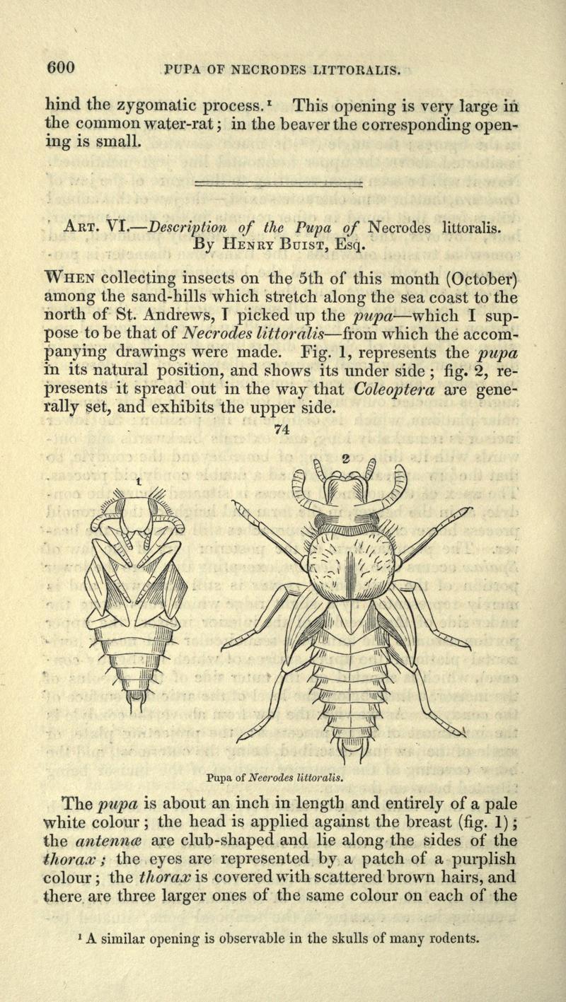 The Magazine of natural history (Page 600) BHL2270484