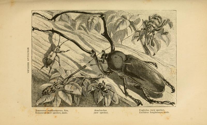 The Malay Archipelago (Fig. 34) (7402231148)
