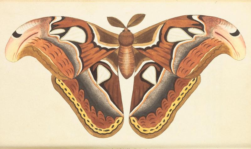 The Naturalist's Miscellany Vol.1 Atlas Moth