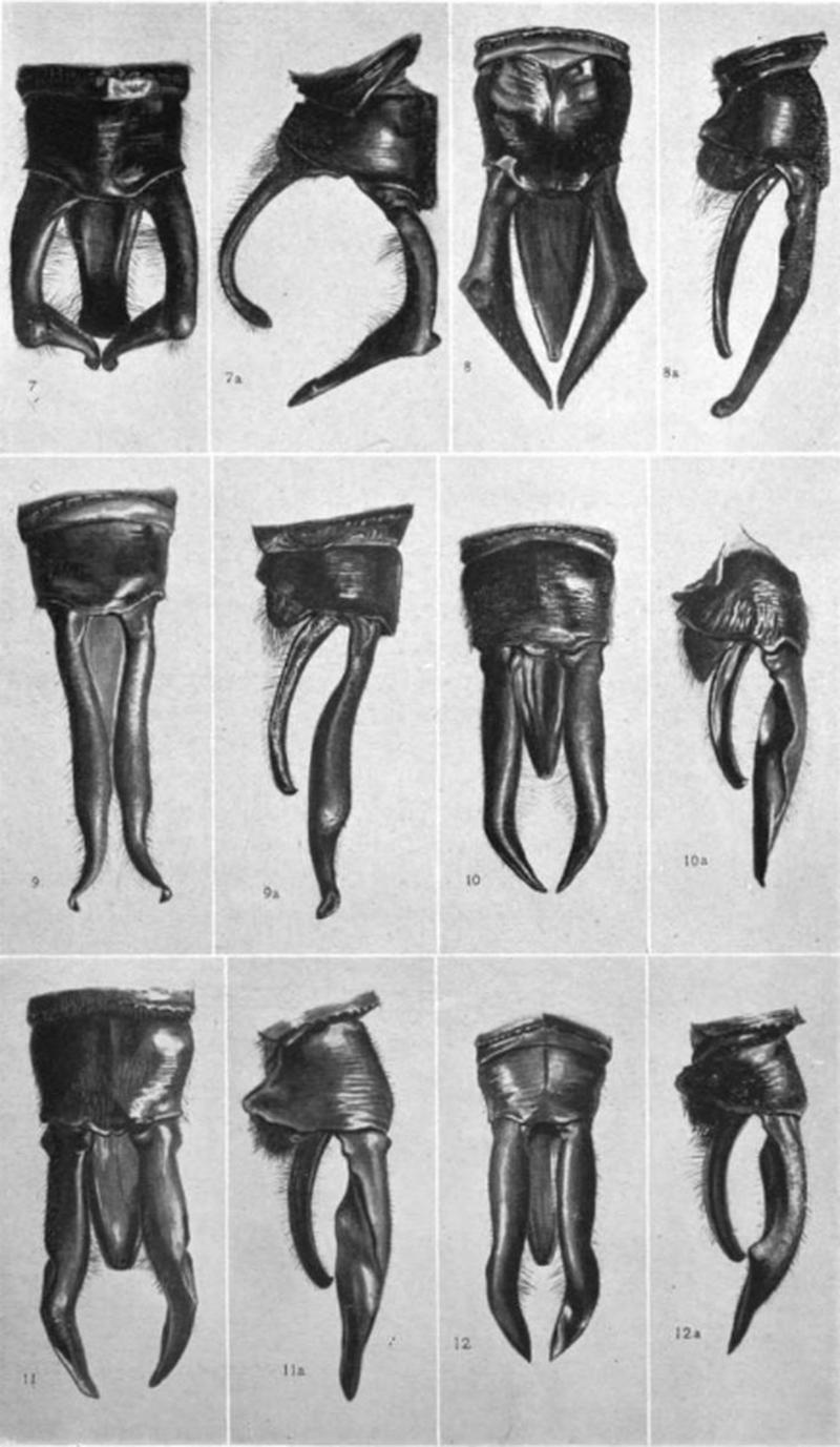 The North American Dragonflies of the Genus Somatochlora - Edmund Walker 1925 - Plate II