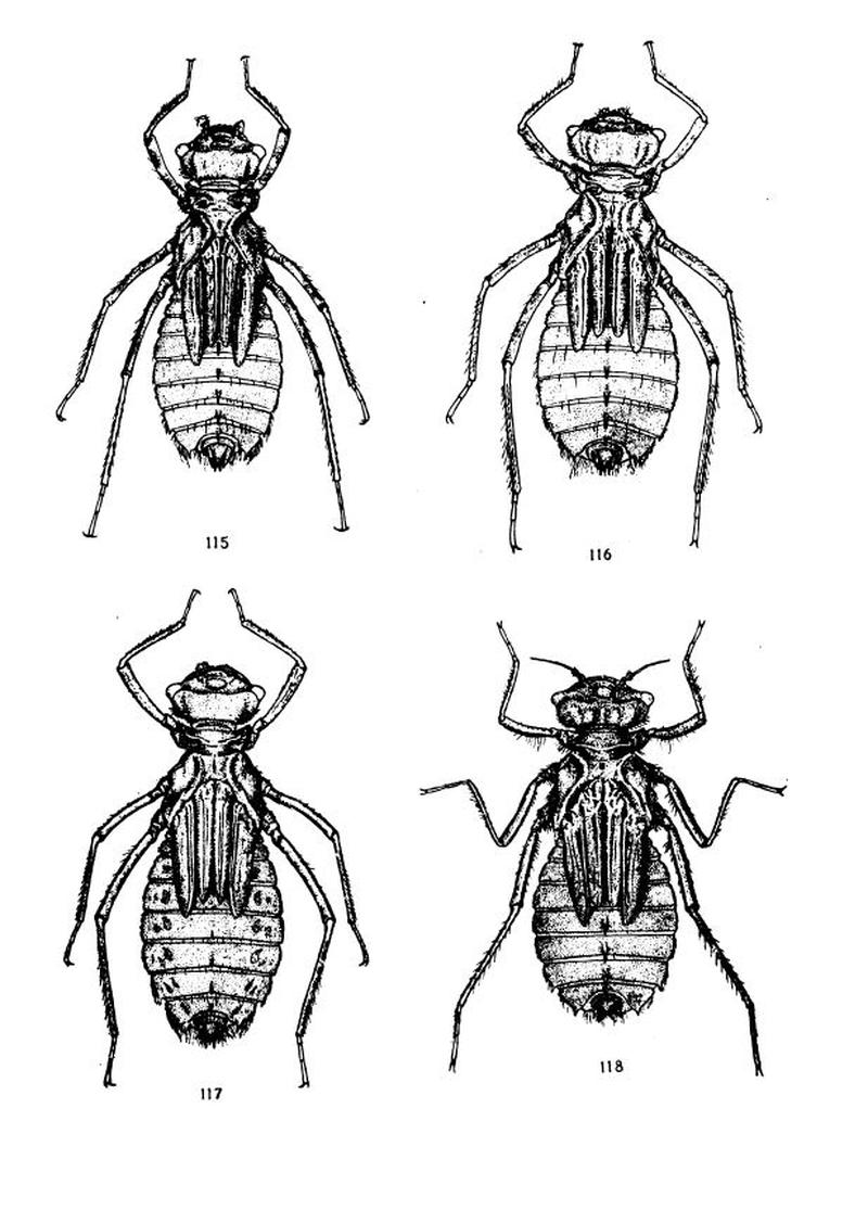 The North American Dragonflies of the Genus Somatochlora - Edmund Walker 1925 - Plate XIX