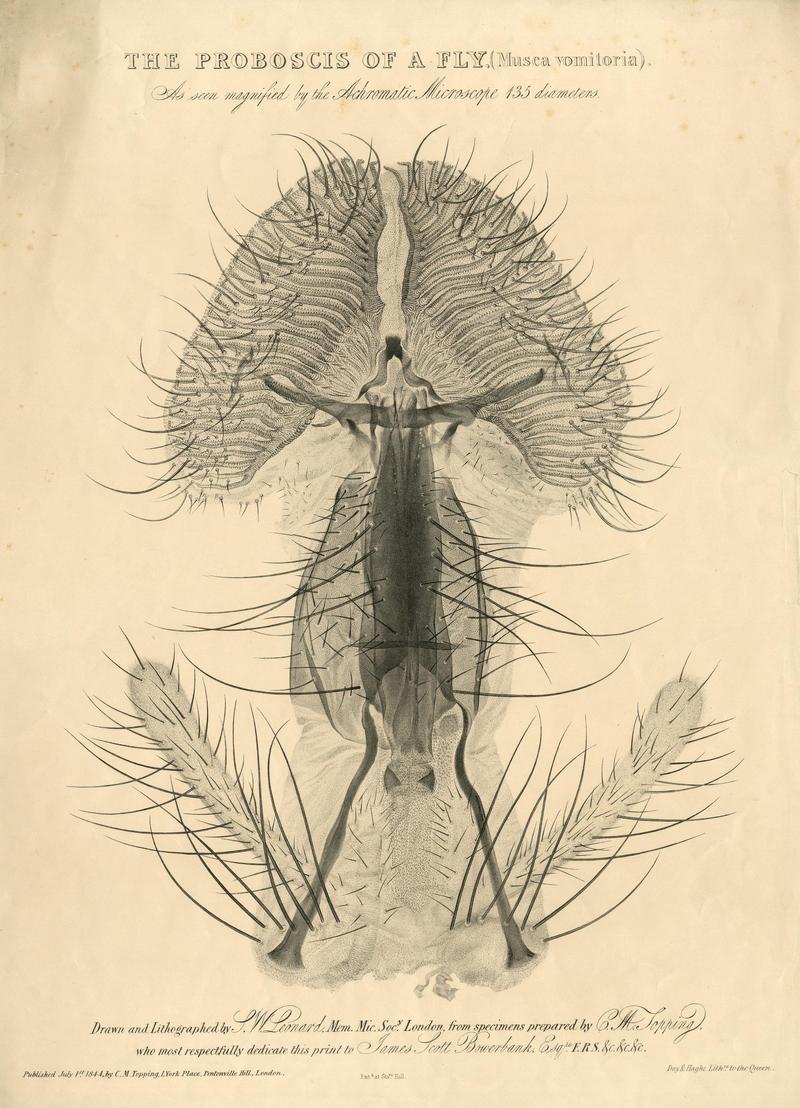 The Proboscis of a Fly (Musca vomitoria)
