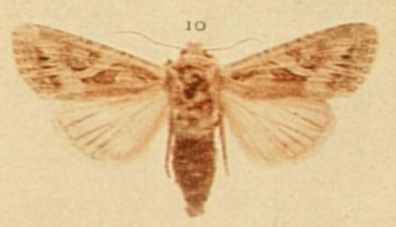 The Stranger Moths of the British Isles
