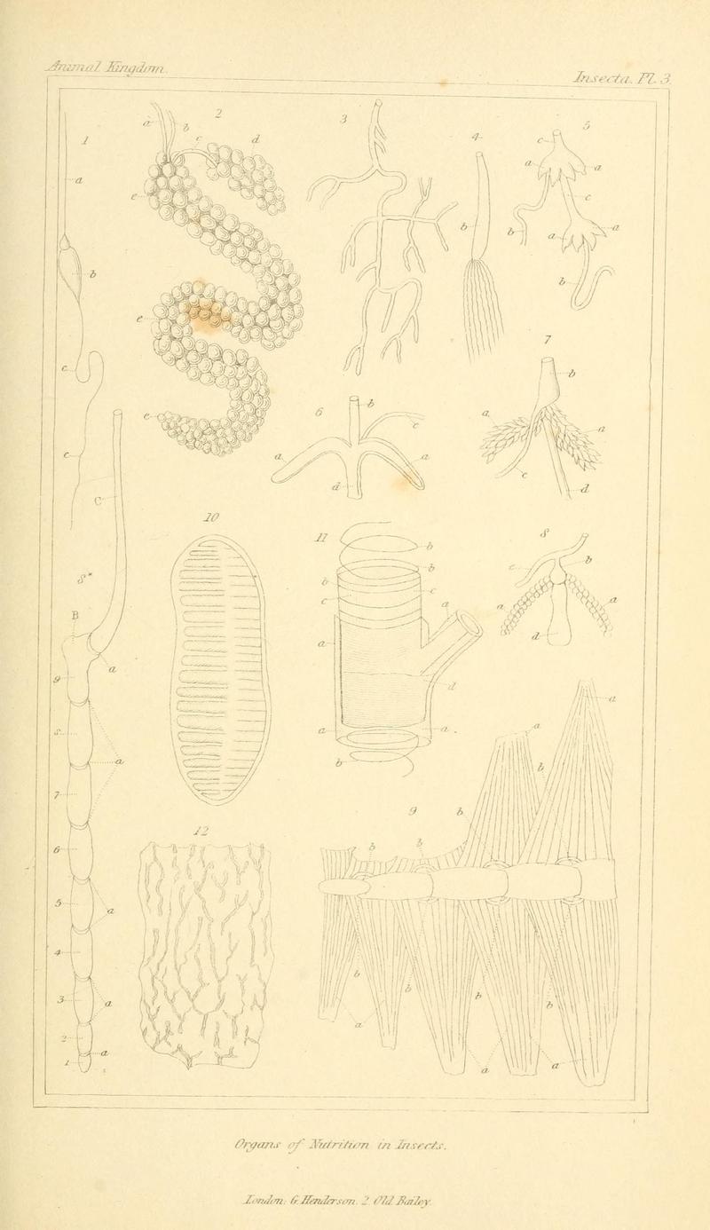 The animal kingdom, arranged according to its organization, serving as a foundation for the natural history of animals (10293187654)