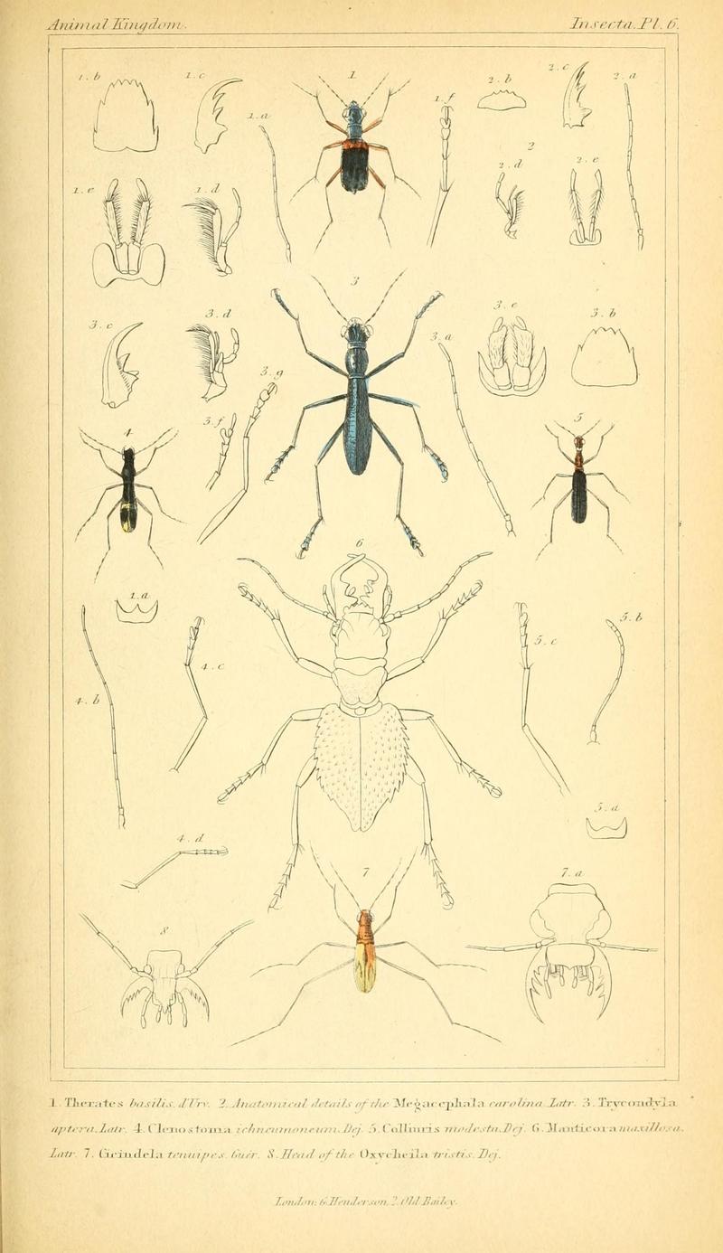 The animal kingdom, arranged according to its organization, serving as a foundation for the natural history of animals (10293201104)