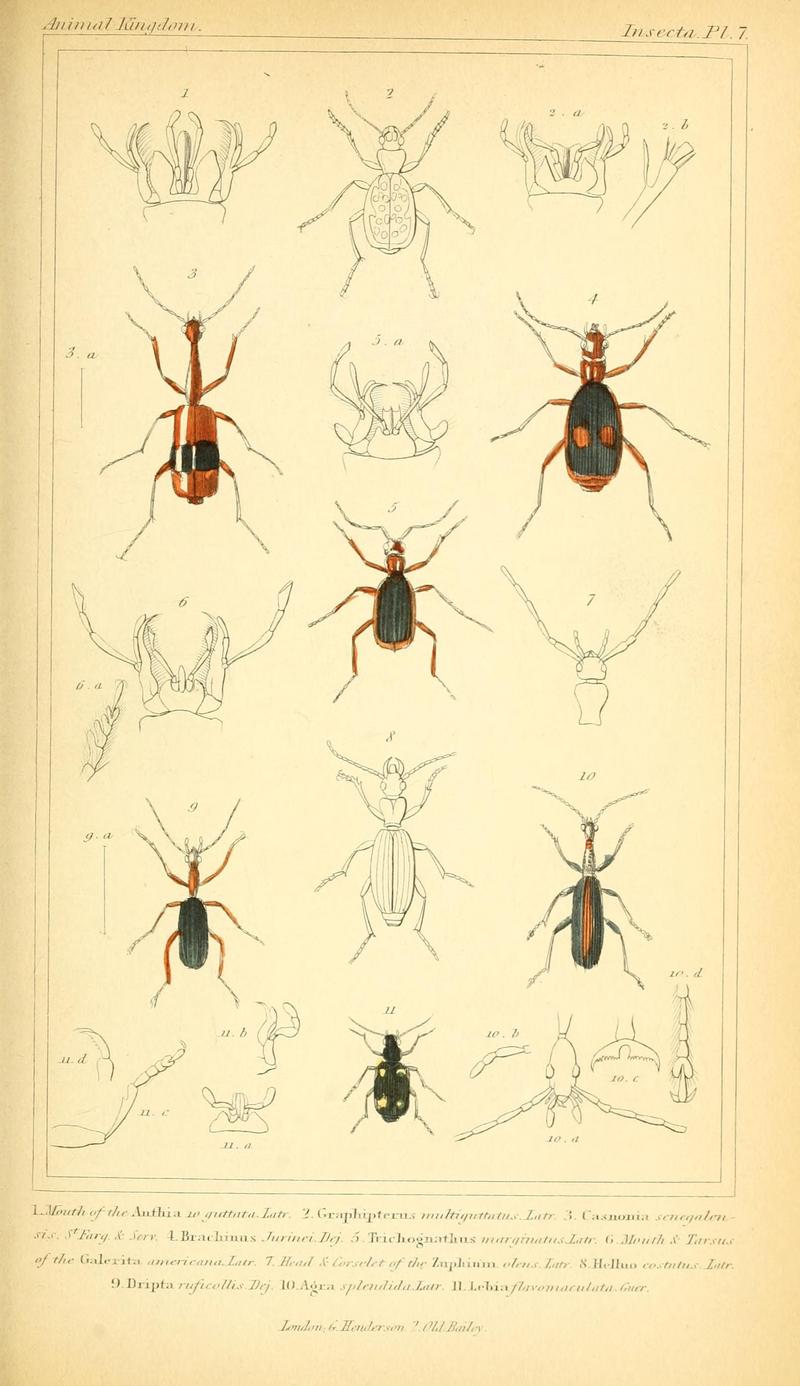 The animal kingdom, arranged according to its organization, serving as a foundation for the natural history of animals (10293205854)