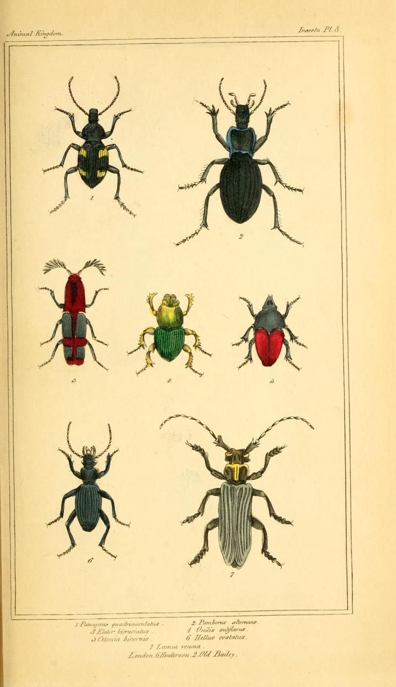 The animal kingdom, arranged according to its organization, serving as a foundation for the natural history of animals (10293210484)