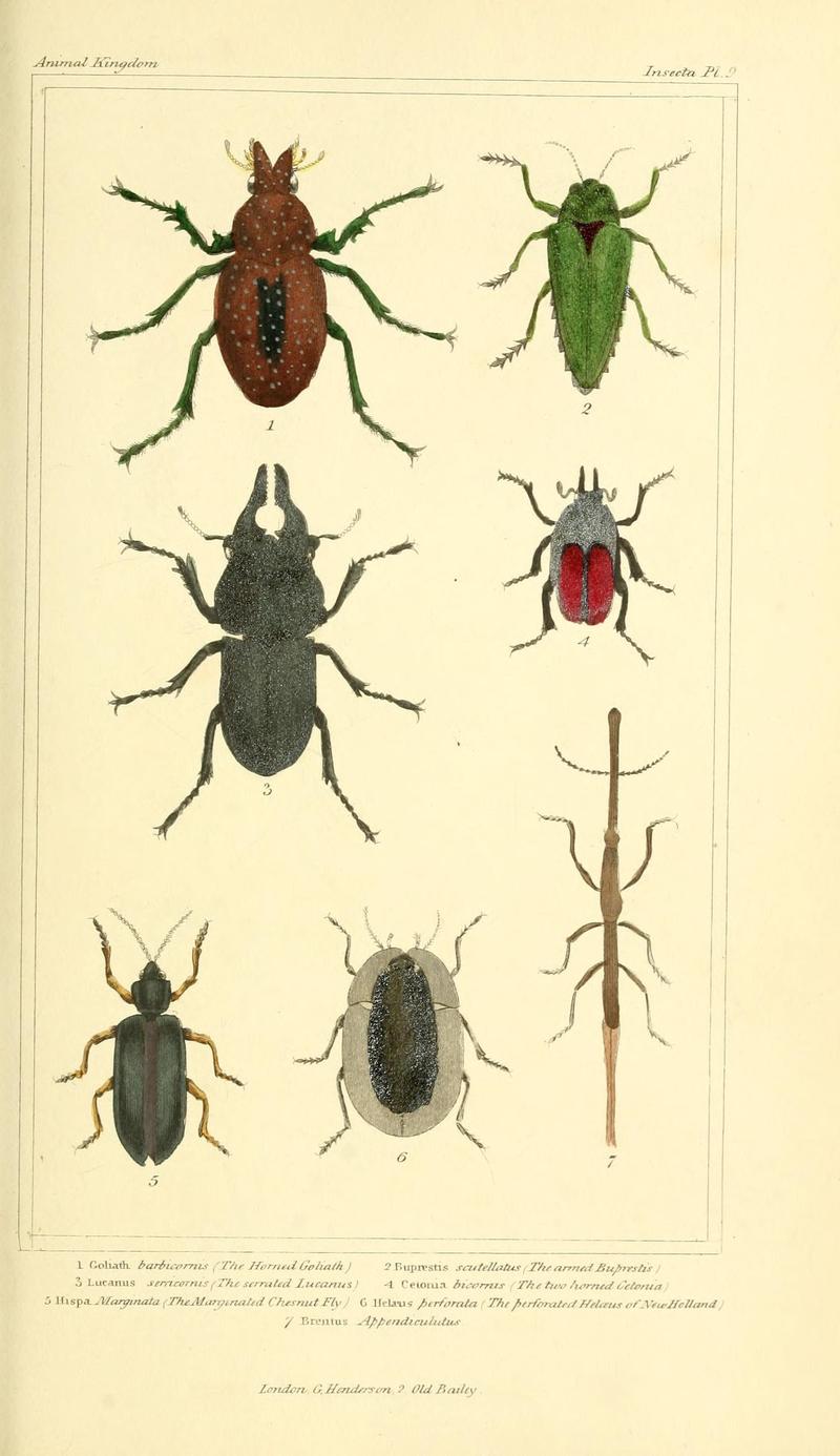 The animal kingdom, arranged according to its organization, serving as a foundation for the natural history of animals (10293214834)