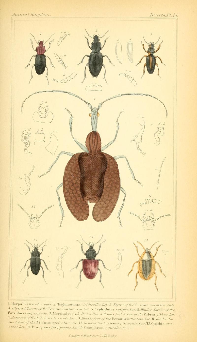 The animal kingdom, arranged according to its organization, serving as a foundation for the natural history of animals (10293240884)