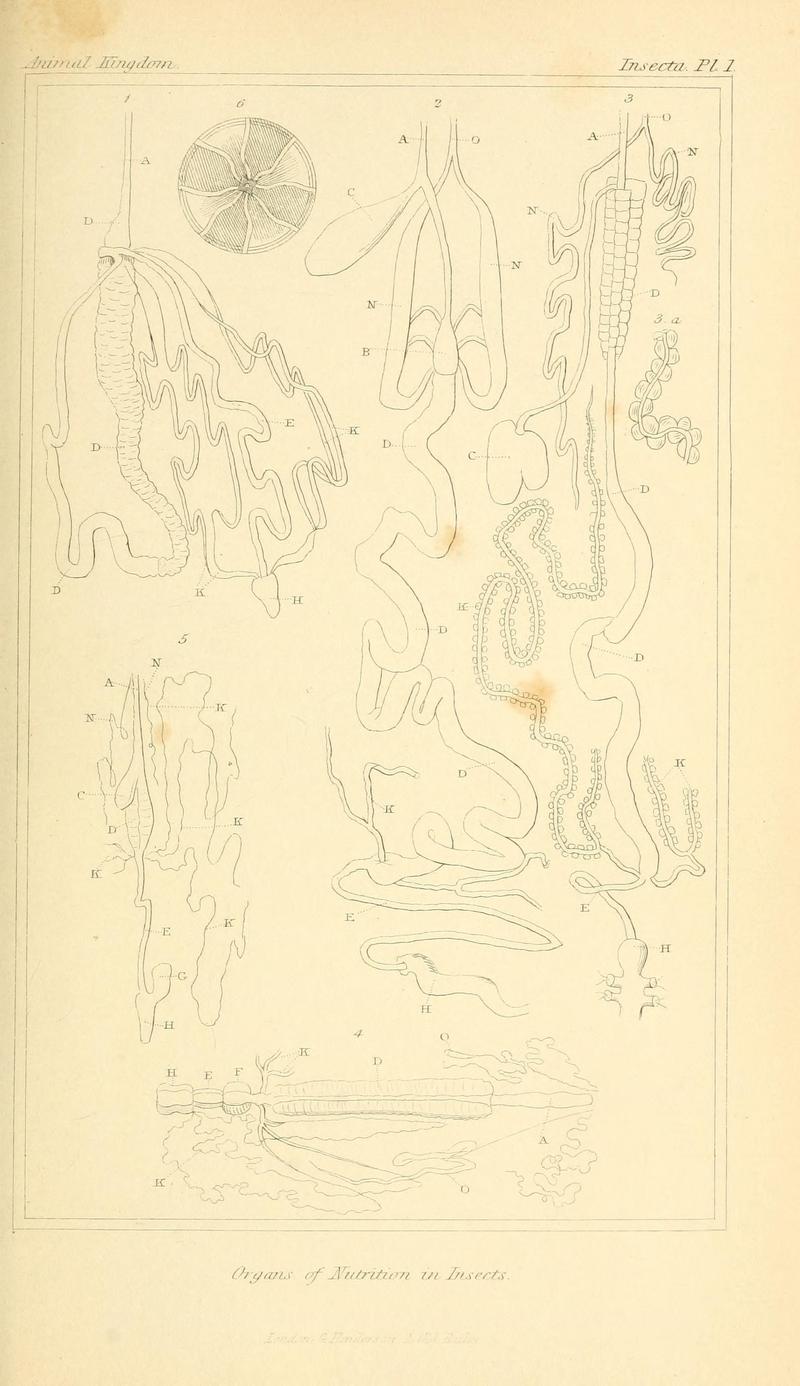 The animal kingdom, arranged according to its organization, serving as a foundation for the natural history of animals (10293279816)