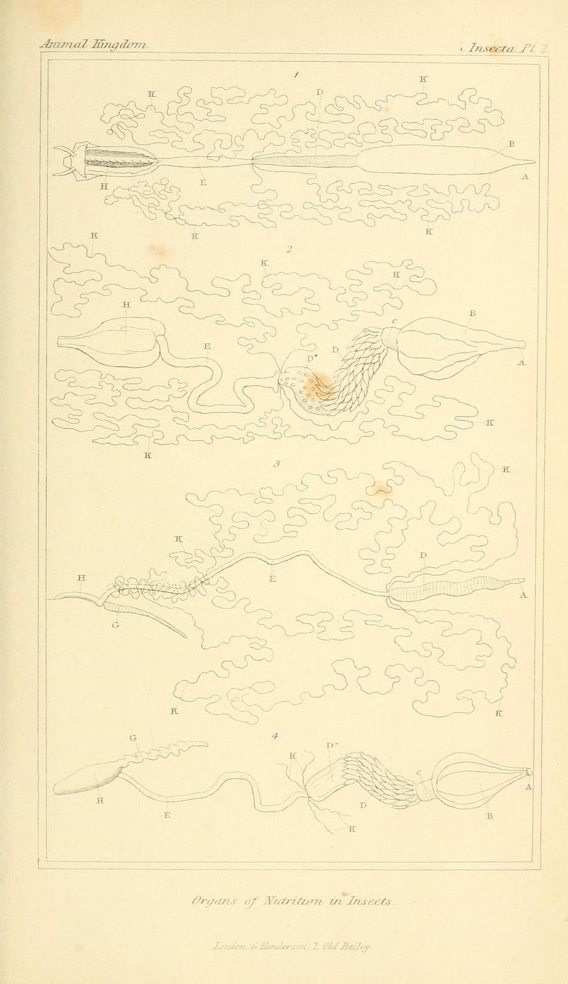 The animal kingdom, arranged according to its organization, serving as a foundation for the natural history of animals (10293285616)