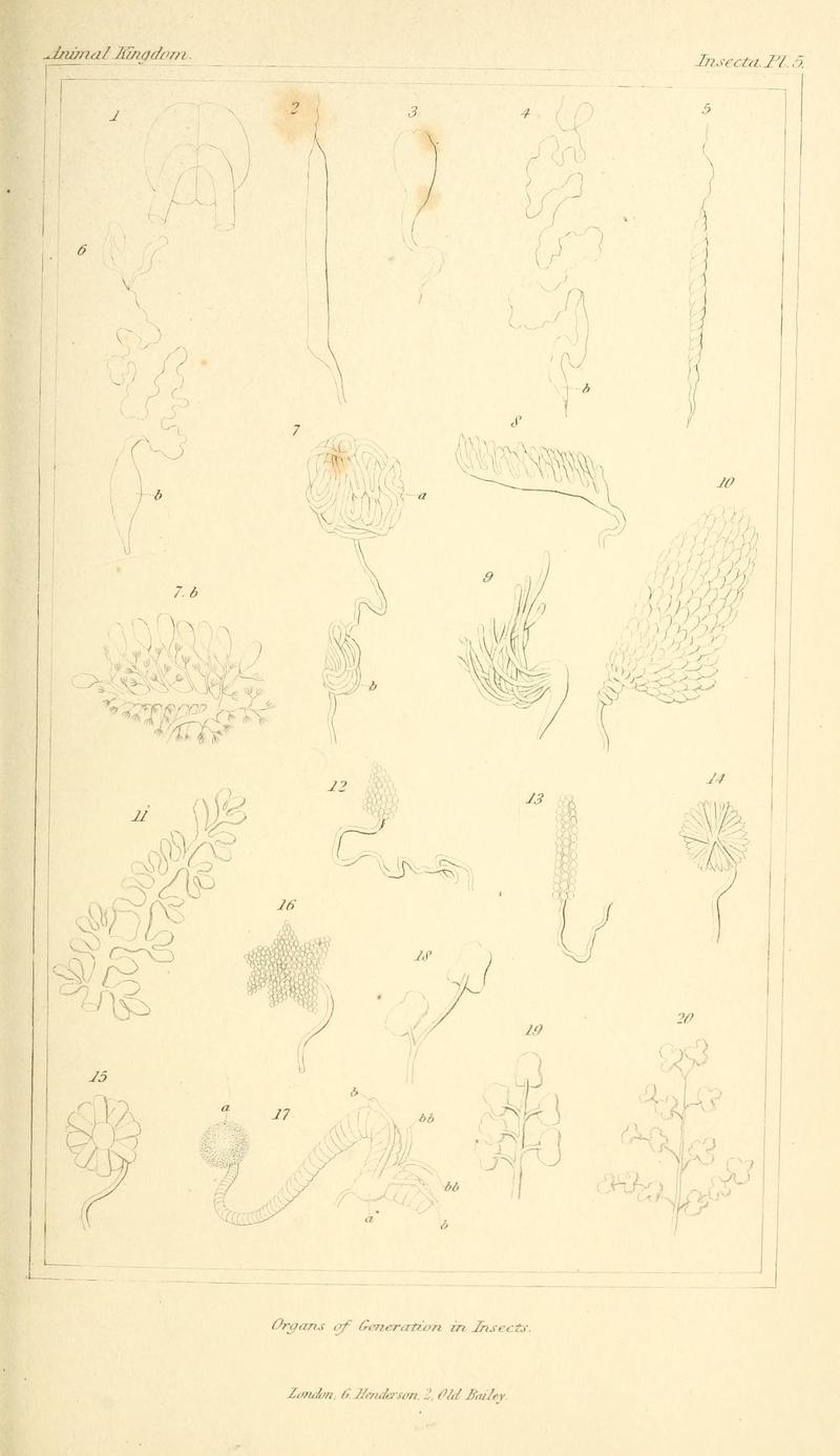 The animal kingdom, arranged according to its organization, serving as a foundation for the natural history of animals (10293298576)