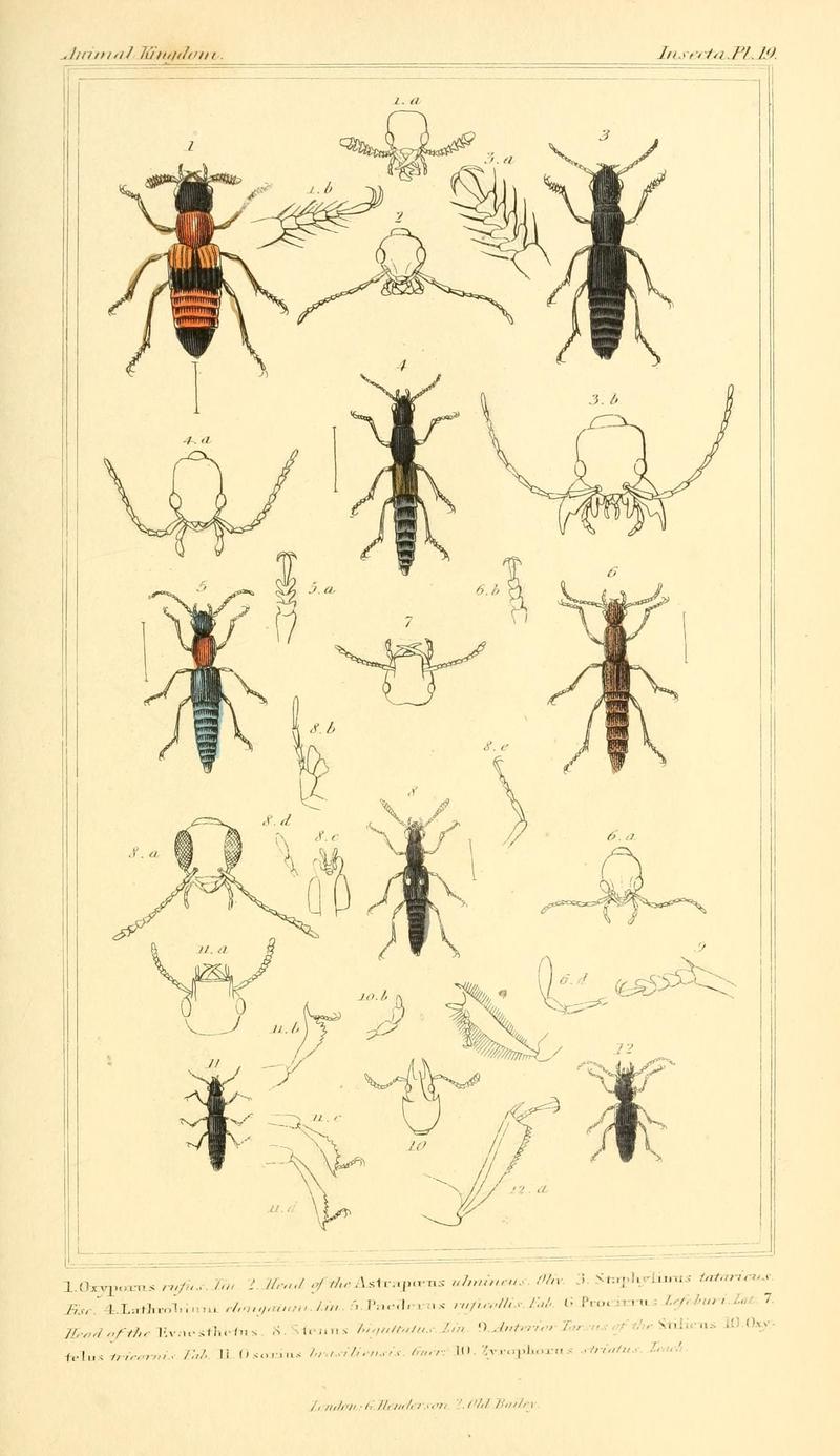 The animal kingdom, arranged according to its organization, serving as a foundation for the natural history of animals (10293319494)