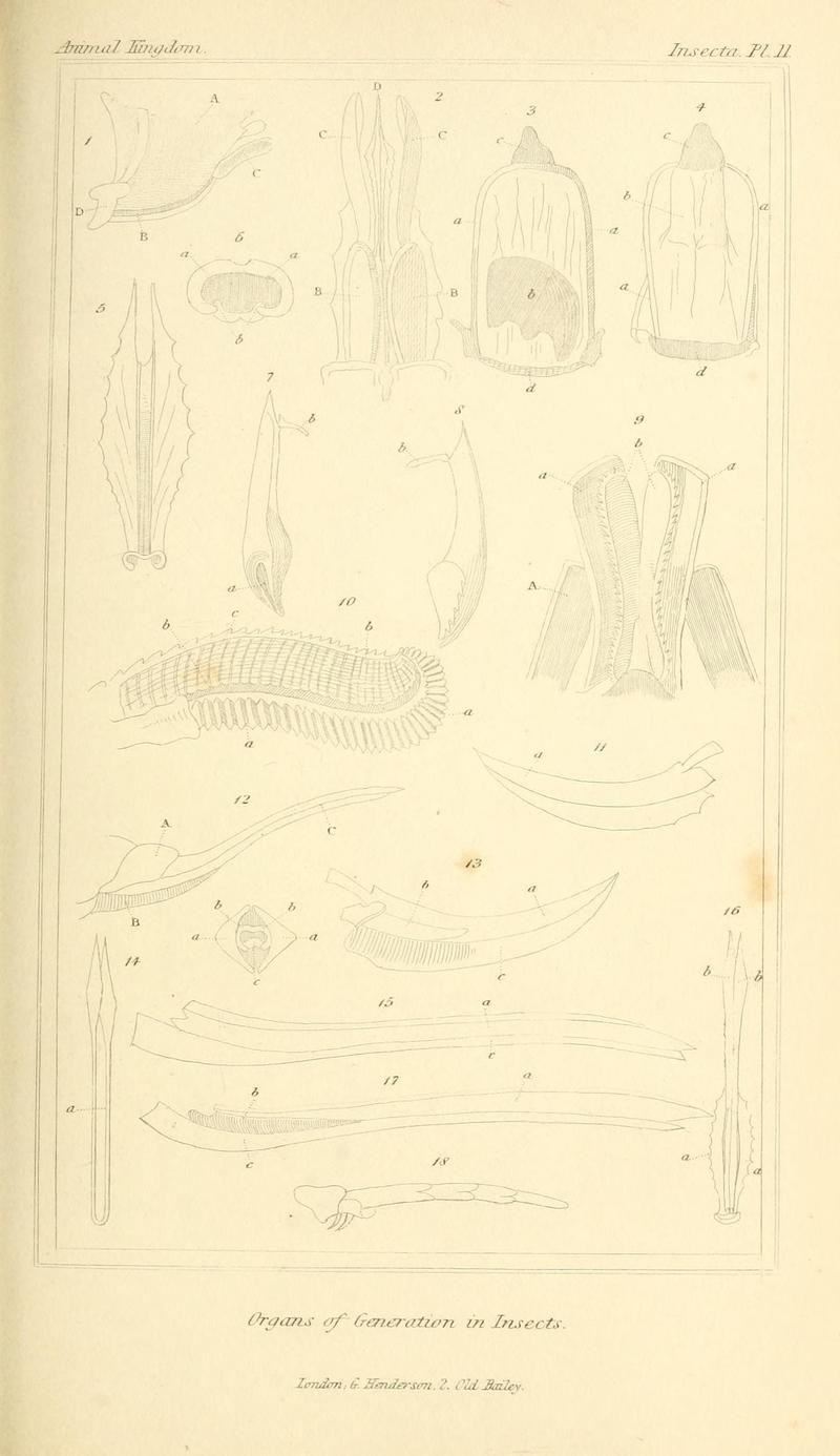 The animal kingdom, arranged according to its organization, serving as a foundation for the natural history of animals (10293328546)