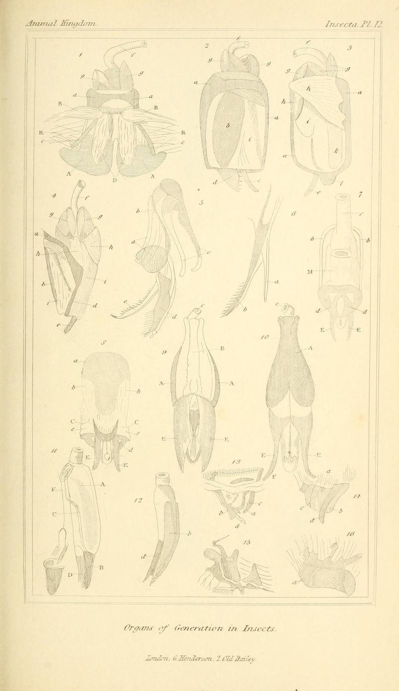 The animal kingdom, arranged according to its organization, serving as a foundation for the natural history of animals (10293333506)