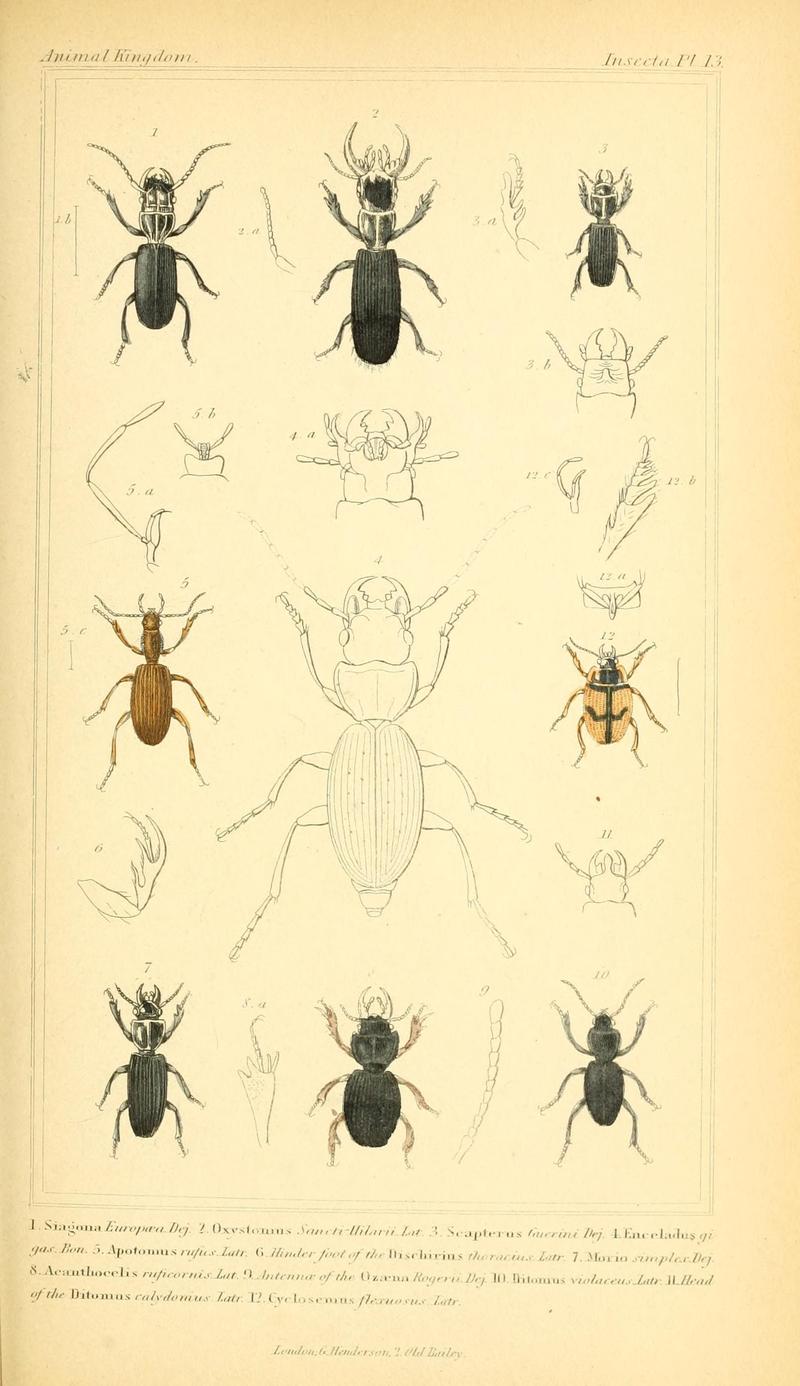 The animal kingdom, arranged according to its organization, serving as a foundation for the natural history of animals (10293338196)