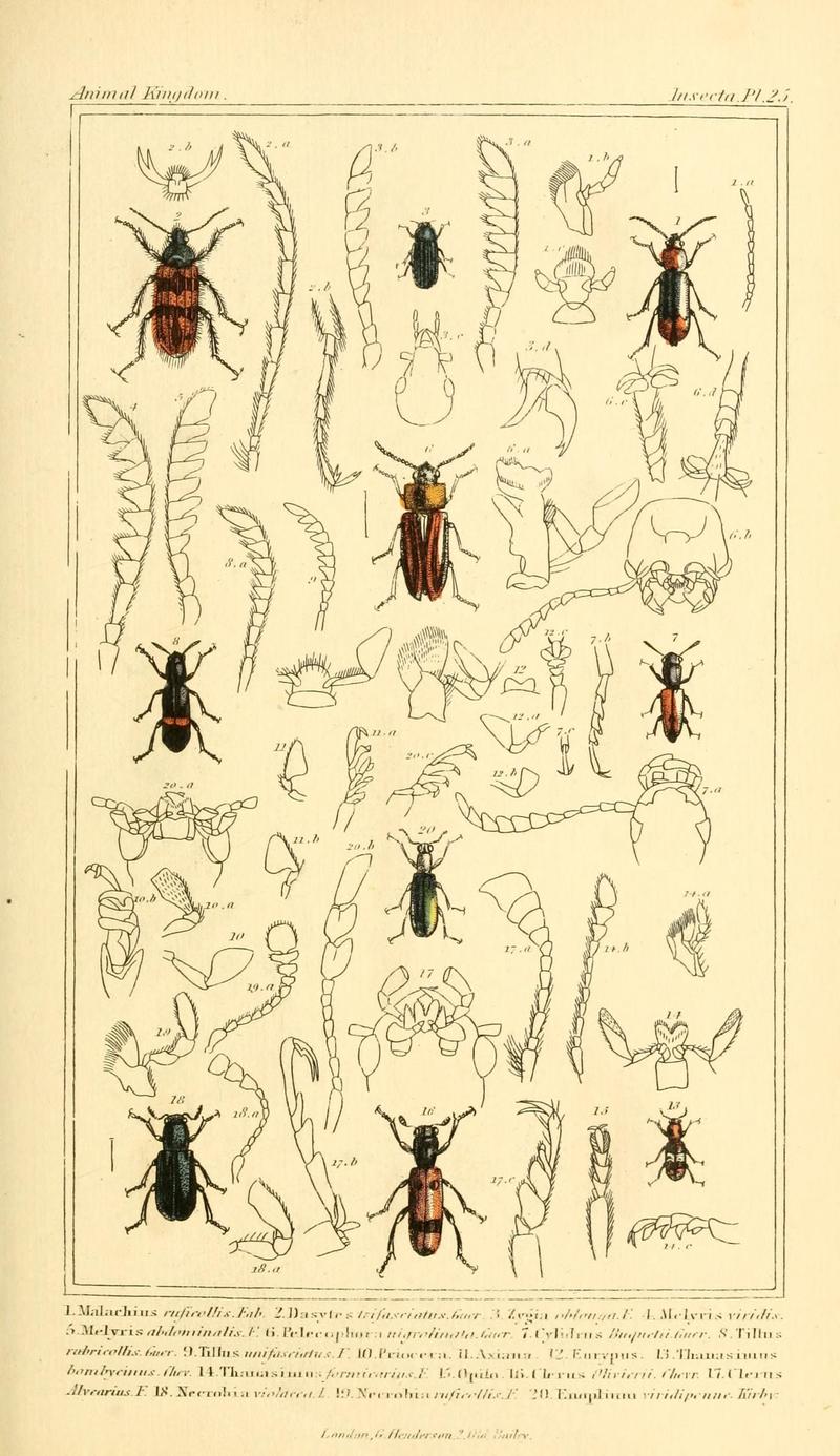 The animal kingdom, arranged according to its organization, serving as a foundation for the natural history of animals (10293359234)
