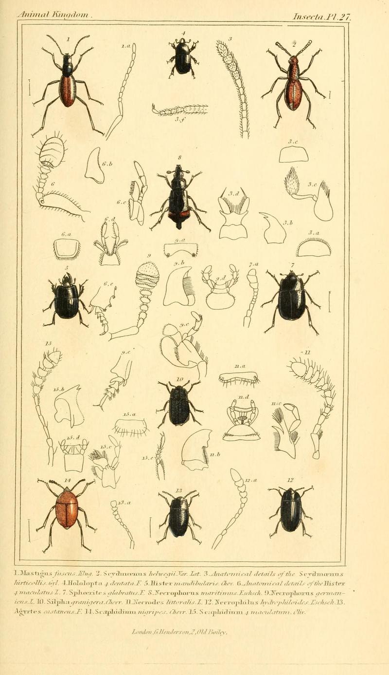 The animal kingdom, arranged according to its organization, serving as a foundation for the natural history of animals (10293369584)