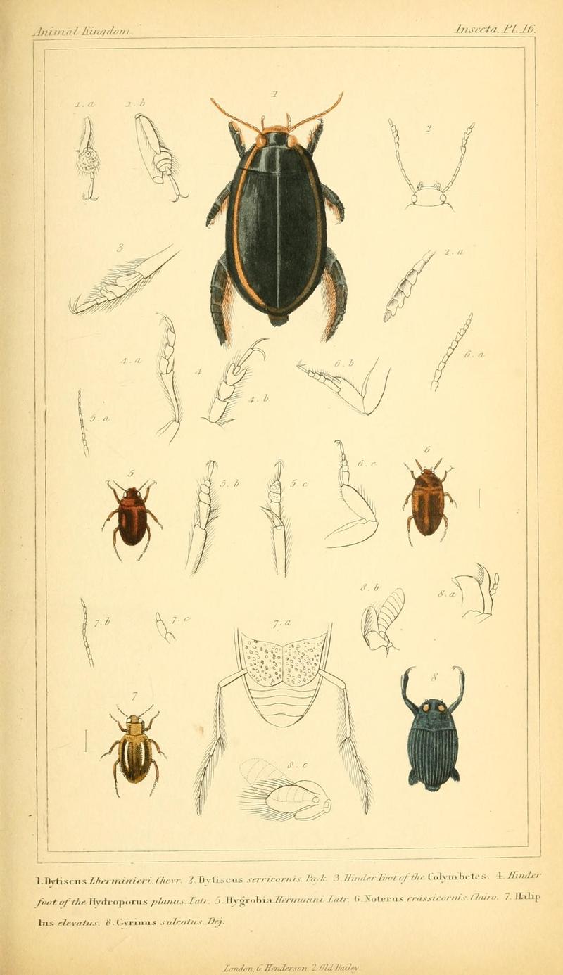 The animal kingdom, arranged according to its organization, serving as a foundation for the natural history of animals (10293408335)