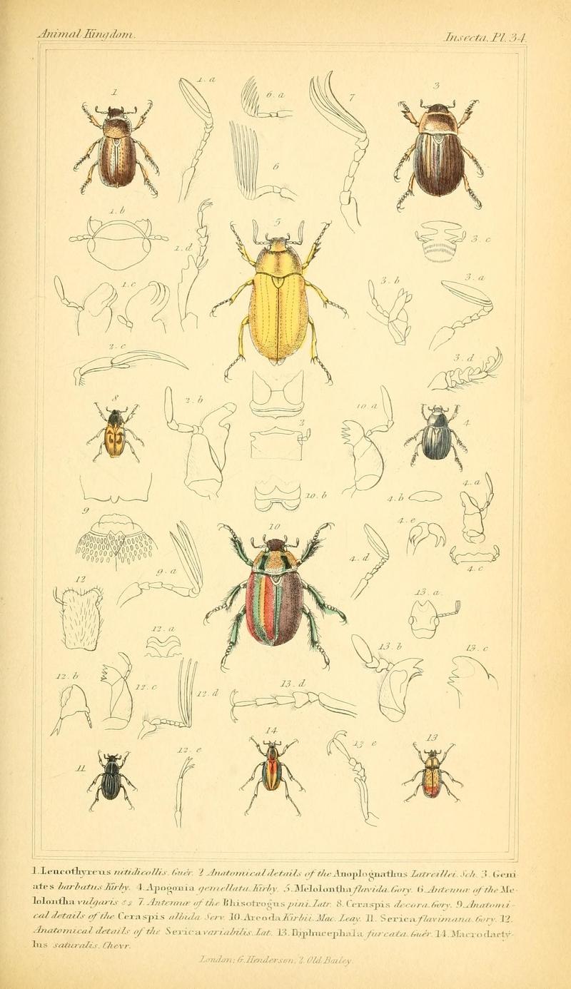 The animal kingdom, arranged according to its organization, serving as a foundation for the natural history of animals (10293409704)