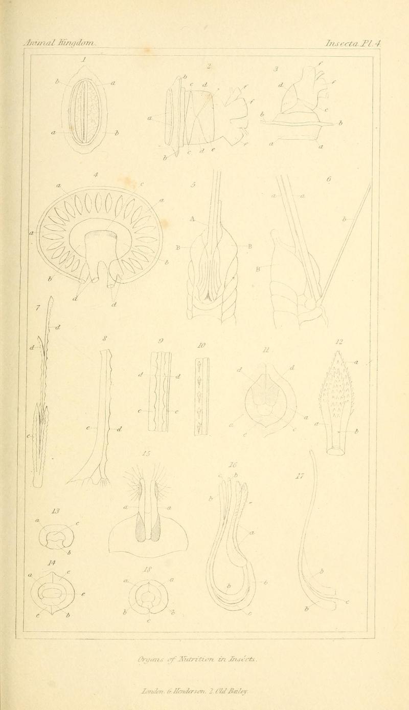 The animal kingdom, arranged according to its organization, serving as a foundation for the natural history of animals (10293412593)