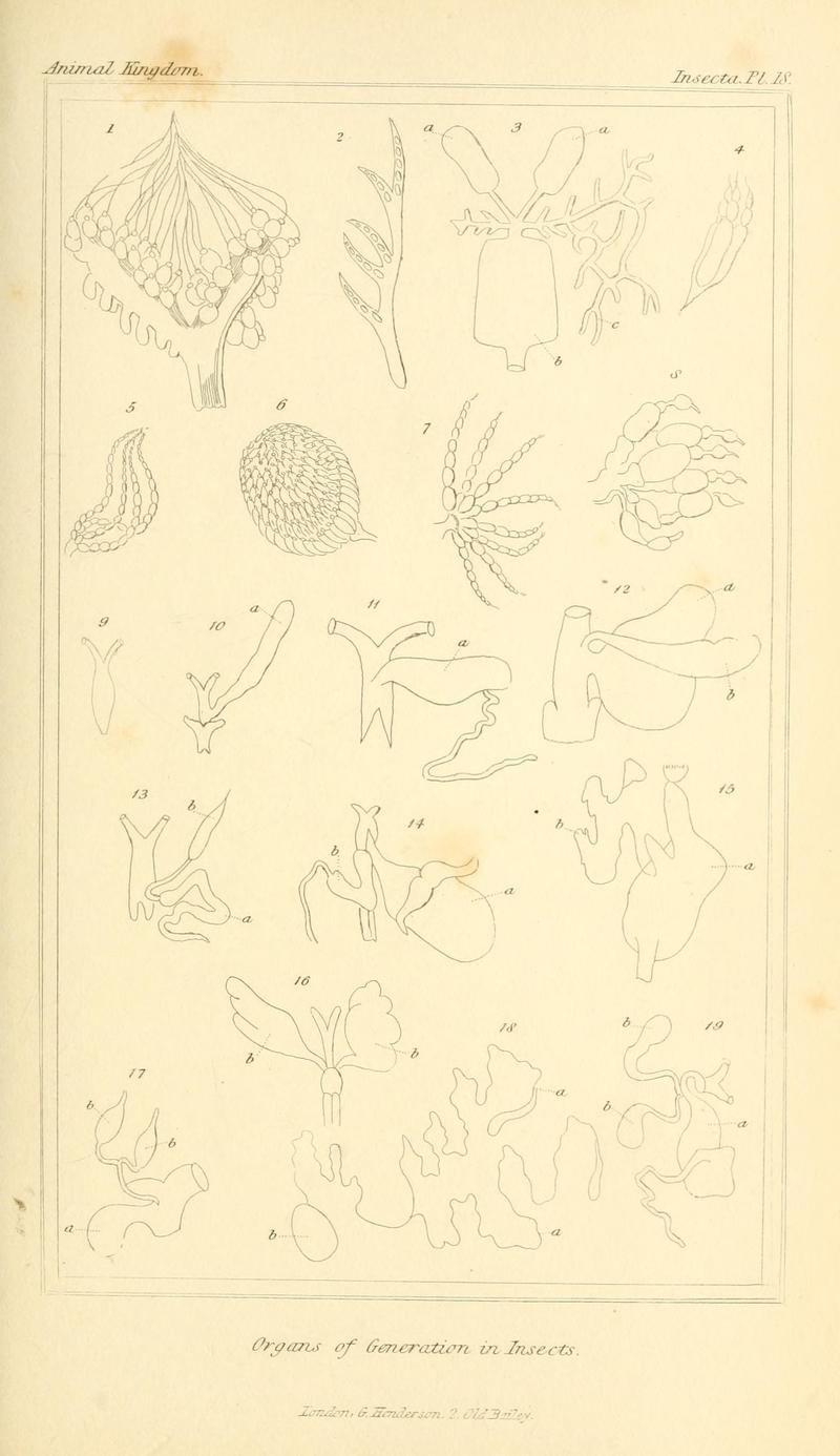The animal kingdom, arranged according to its organization, serving as a foundation for the natural history of animals (10293418495)