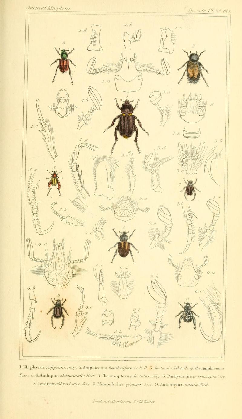The animal kingdom, arranged according to its organization, serving as a foundation for the natural history of animals (10293420394)