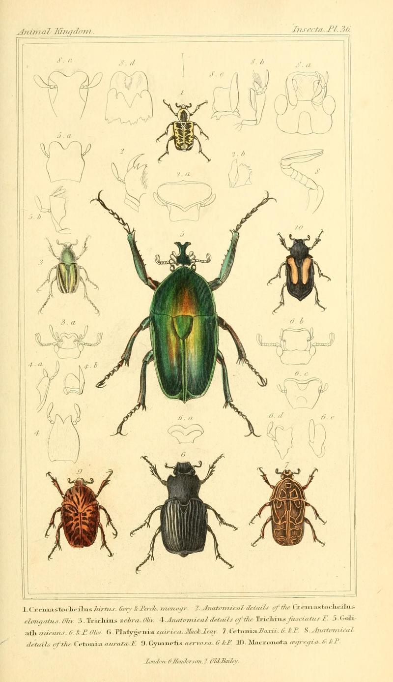 The animal kingdom, arranged according to its organization, serving as a foundation for the natural history of animals (10293425524)