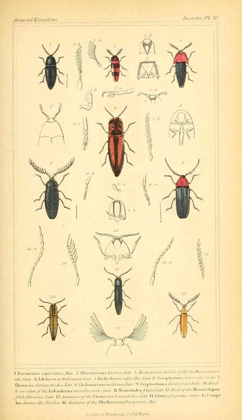 The animal kingdom, arranged according to its organization, serving as a foundation for the natural history of animals (10293434265)