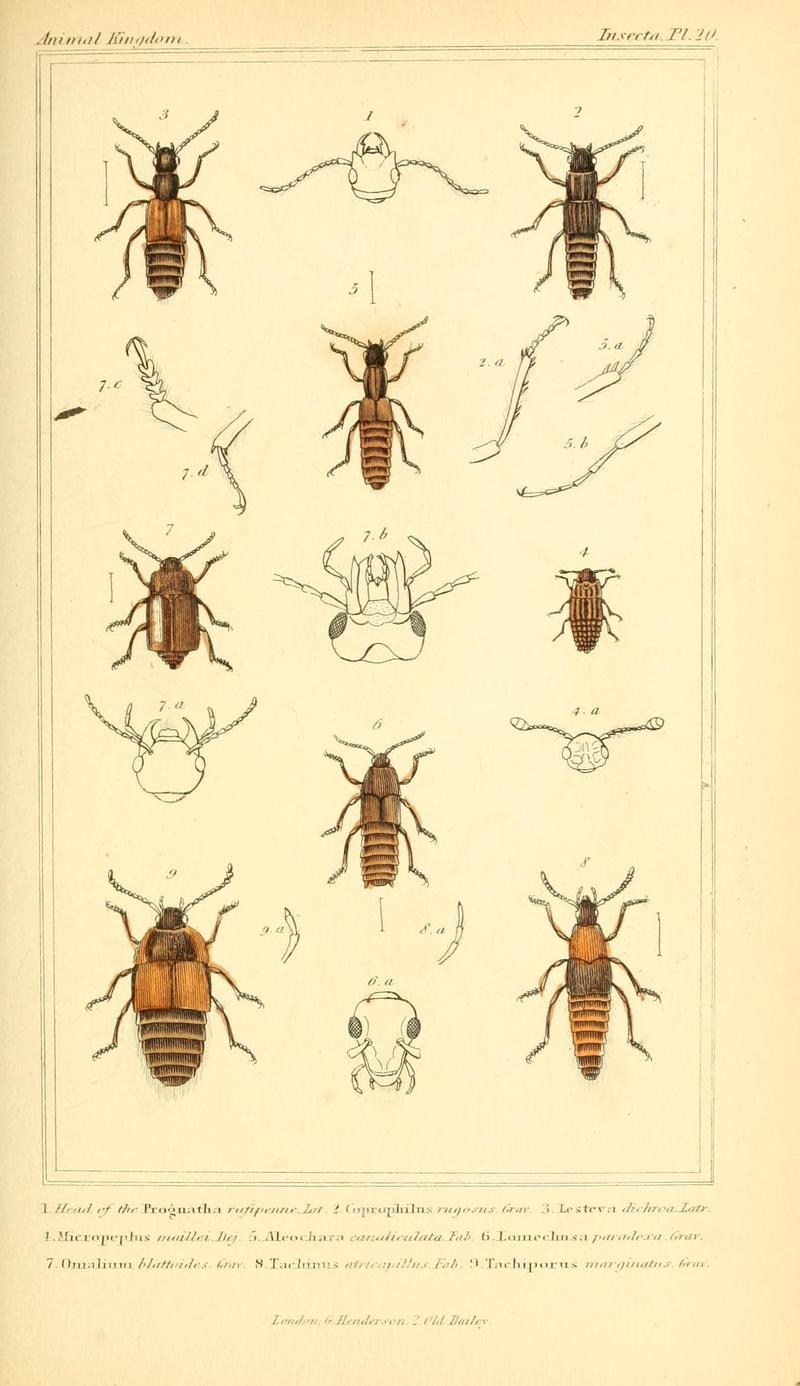 The animal kingdom, arranged according to its organization, serving as a foundation for the natural history of animals (10293439065)